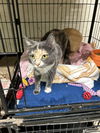 adoptable Cat in Social Circle, GA named Destiny