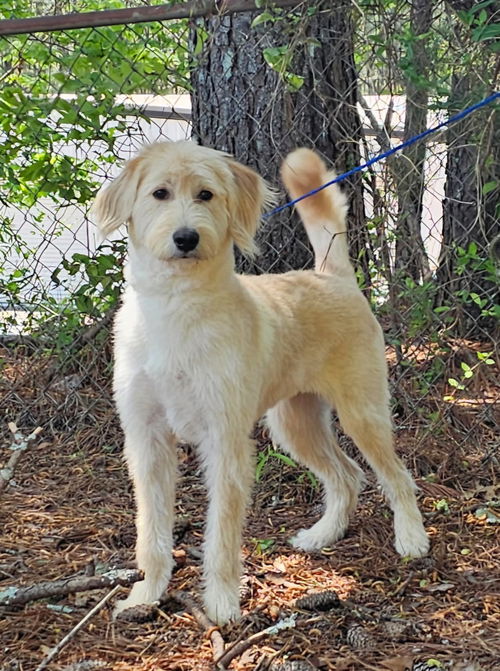 picture of the dog needing adoption