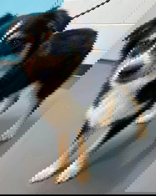 picture of the dog needing adoption