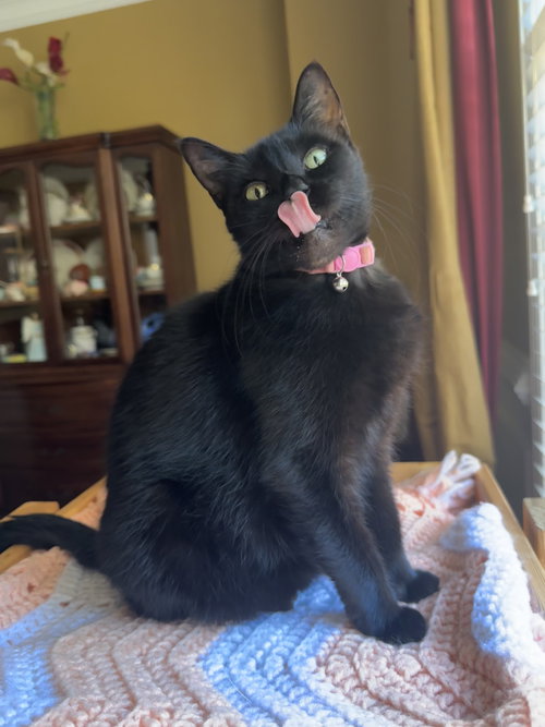 picture of the cat needing adoption