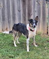 adoptable Dog in , GA named Sara