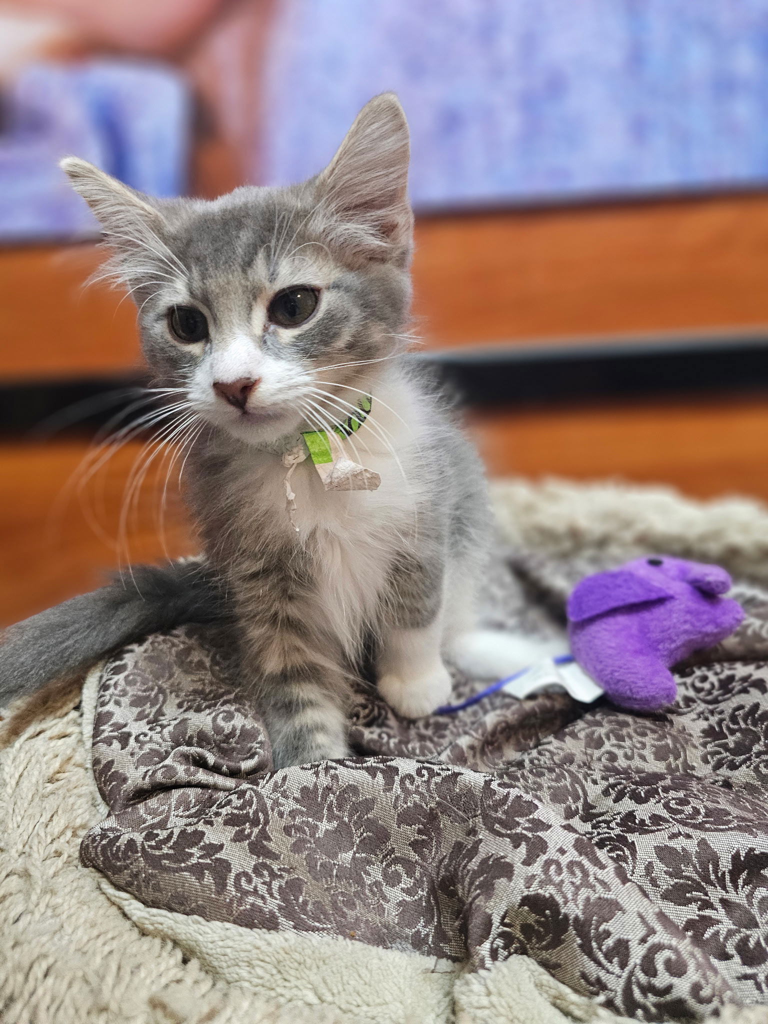 adoptable Cat in Social Circle, GA named Jalapeno