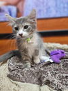 adoptable Cat in  named Jalapeno