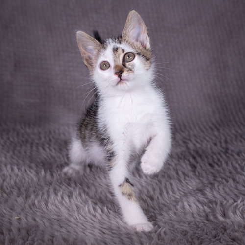 picture of the cat needing adoption