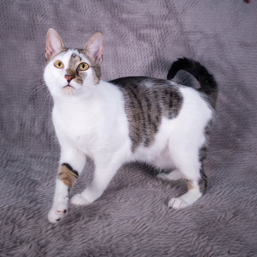 picture of the cat needing adoption