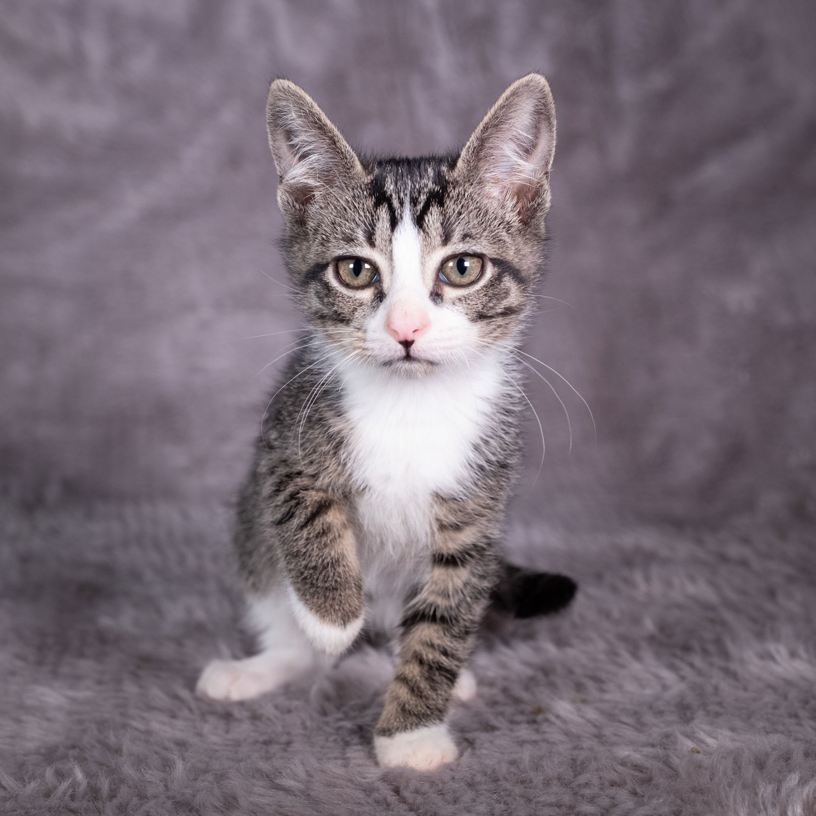 adoptable Cat in Social Circle, GA named Adelaide - Andrea foster
