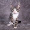 adoptable Cat in social circle, GA named Adelaide - Andrea foster