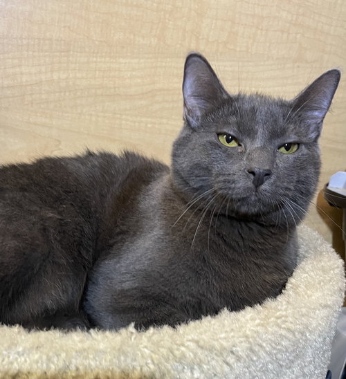 picture of the cat needing adoption
