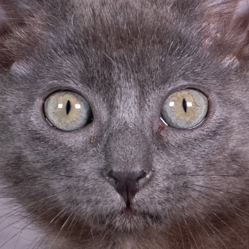 SHAW - ANDREA FOSTER - Domestic Short Hair available for adoption