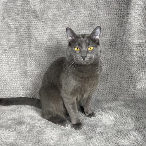 SHAW - ANDREA FOSTER - Domestic Short Hair available for adoption