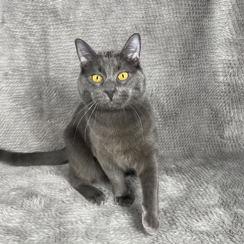 SHAW - ANDREA FOSTER - Domestic Short Hair available for adoption