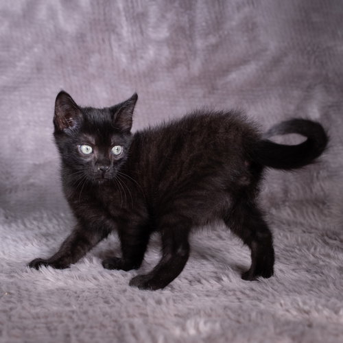 picture of the cat needing adoption