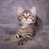 adoptable Cat in social circle, GA named Columbo - Andrea foster
