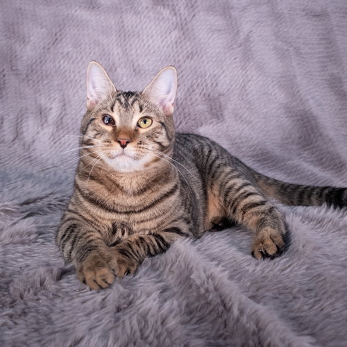 picture of the cat needing adoption