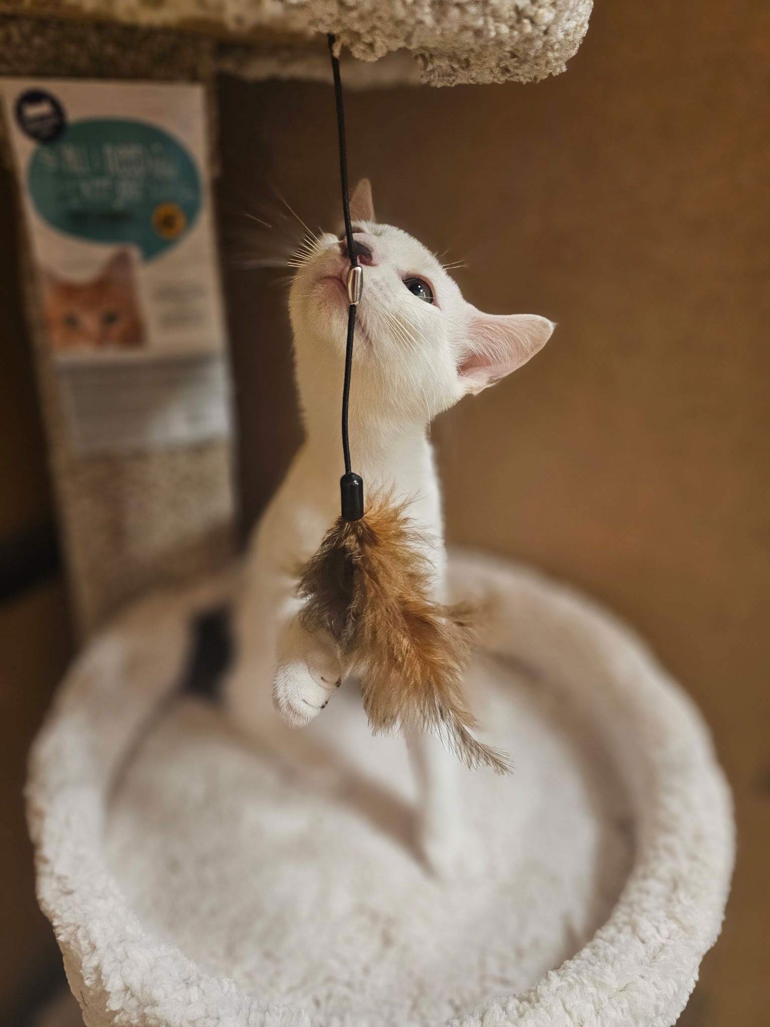 adoptable Cat in Social Circle, GA named Arlo