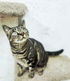 adoptable Cat in social circle, GA named Aphrodite
