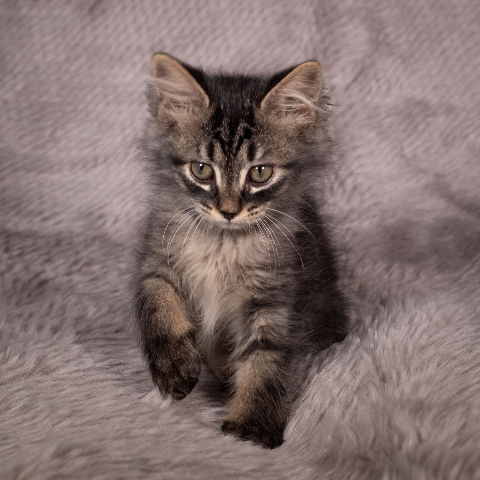 adoptable Cat in Social Circle, GA named Phillips - Andrea foster