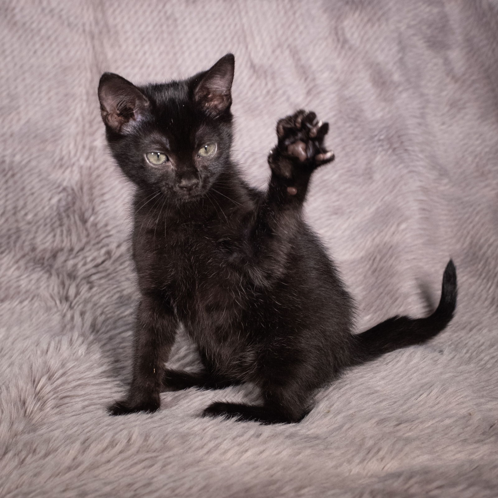 adoptable Cat in Social Circle, GA named Charley - Andrea foster