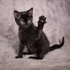 adoptable Cat in social circle, GA named Charley - Andrea foster