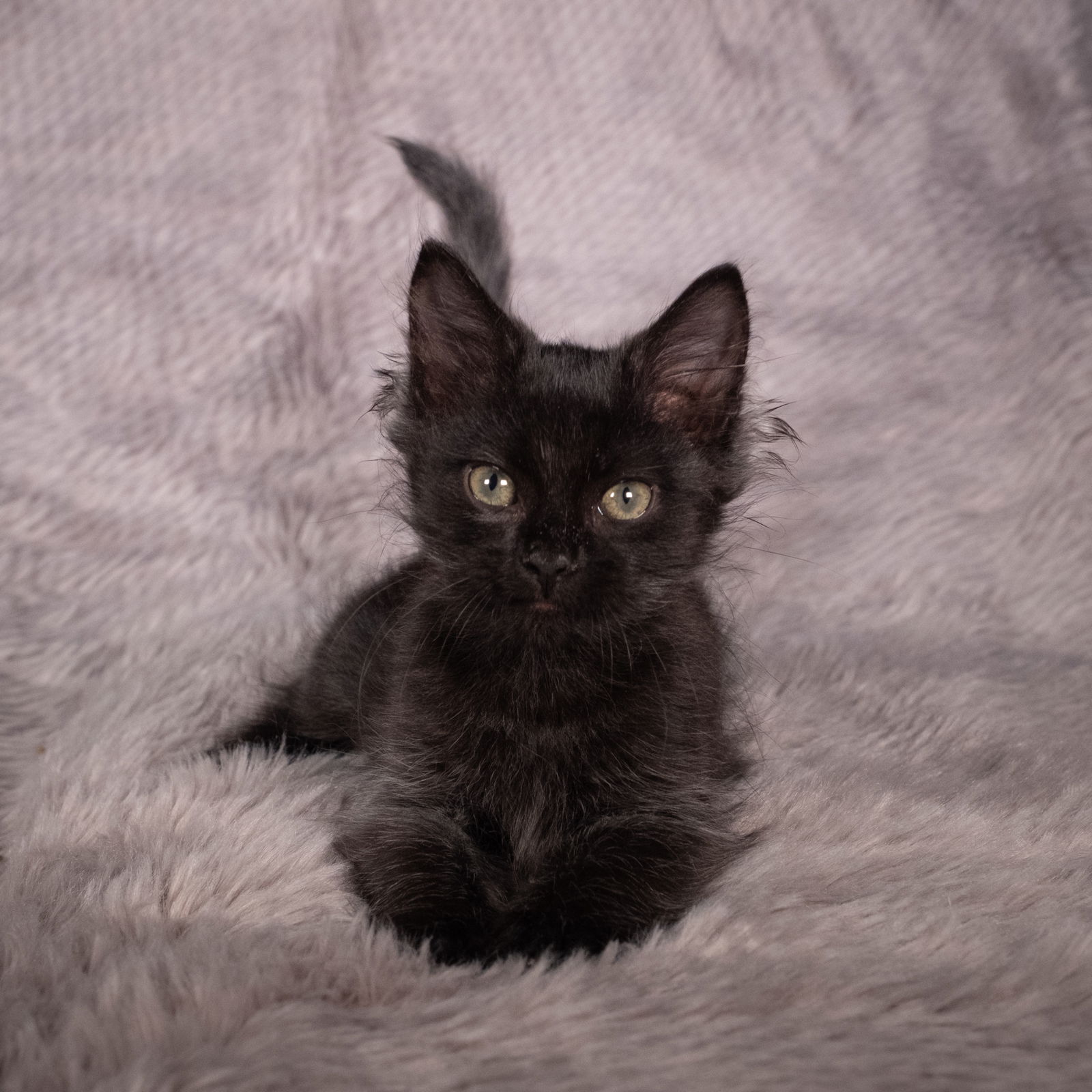 adoptable Cat in Social Circle, GA named Persall - Andrea foster