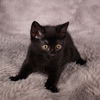 adoptable Cat in social circle, GA named Bass Cat - Andrea foster