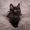 adoptable Cat in social circle, GA named Burlington - Andrea foster