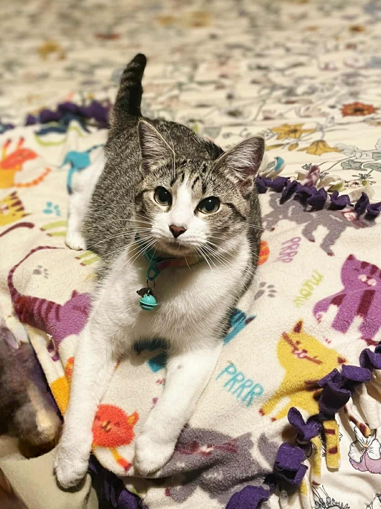 Feather - Domestic Short Hair