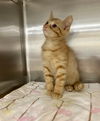 adoptable Cat in  named Templeton