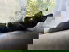 adoptable Cat in social circle, GA named Church