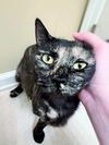 adoptable Cat in social circle, GA named Dani
