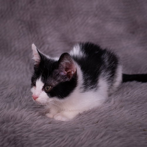 picture of the cat needing adoption
