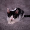 Scottie - Andrea foster - Photo 4