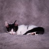 Scottie - Andrea foster - Photo 4