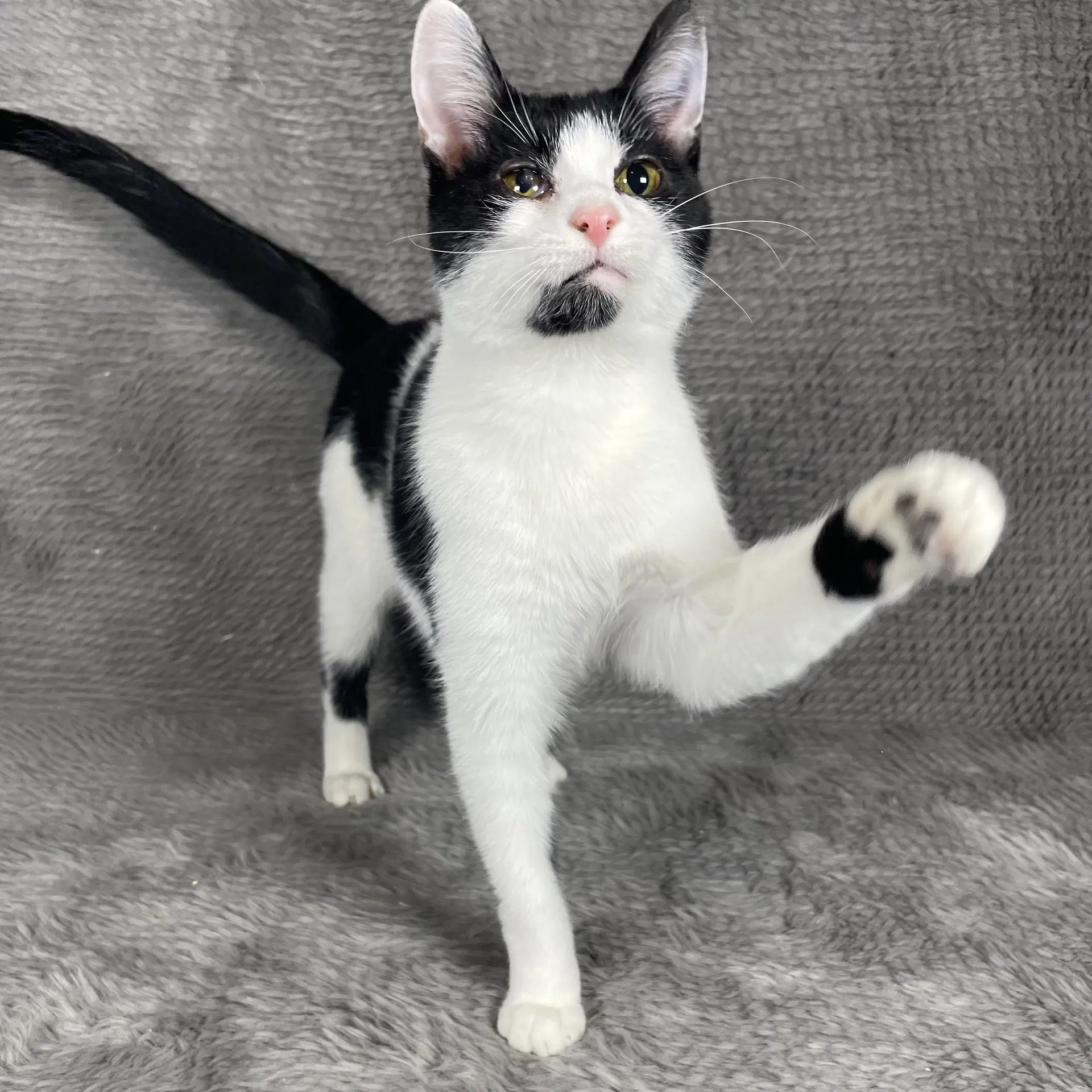 Scottie - Andrea Foster - Domestic Short Hair