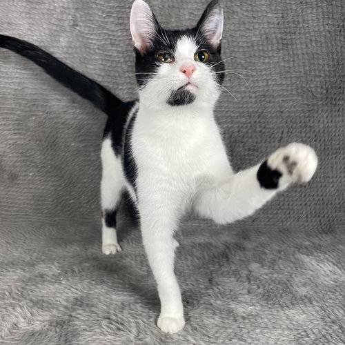 Scottie - Andrea foster, an adoptable Domestic Short Hair in Social Circle, GA