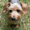 adoptable Dog in social circle, GA named CAROL