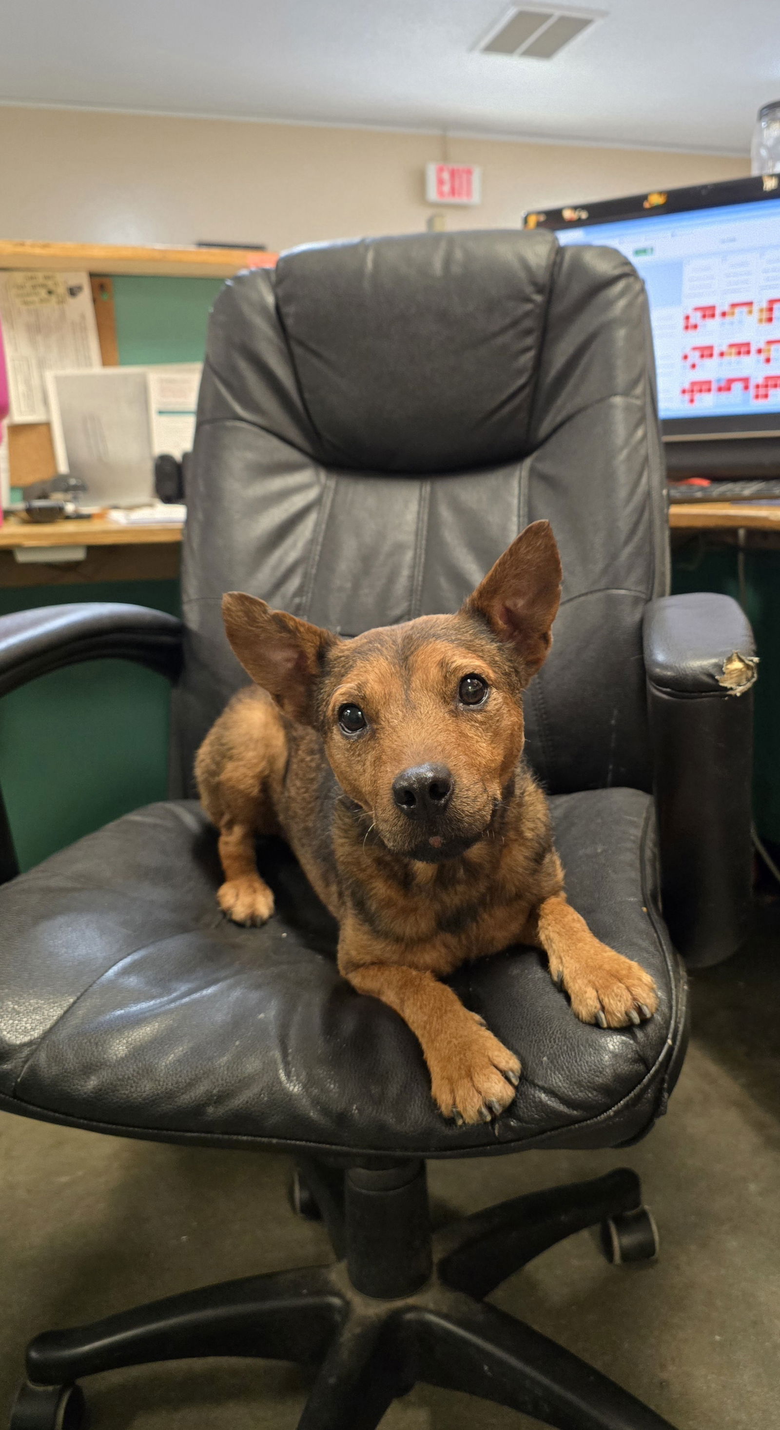 adoptable Dog in Social Circle, GA named EDDIE