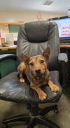 adoptable Dog in social circle, GA named EDDIE