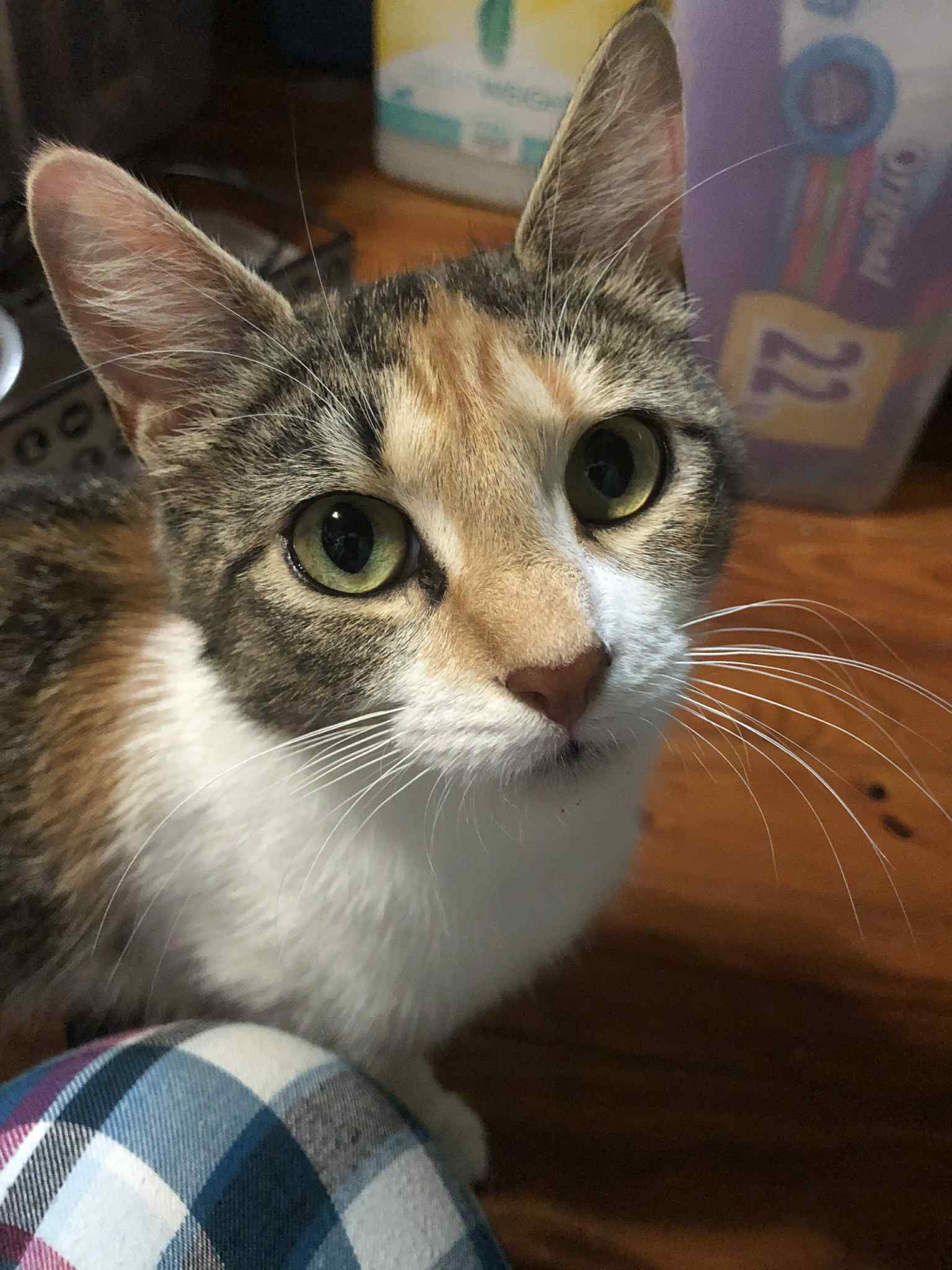 adoptable Cat in Social Circle, GA named Calla