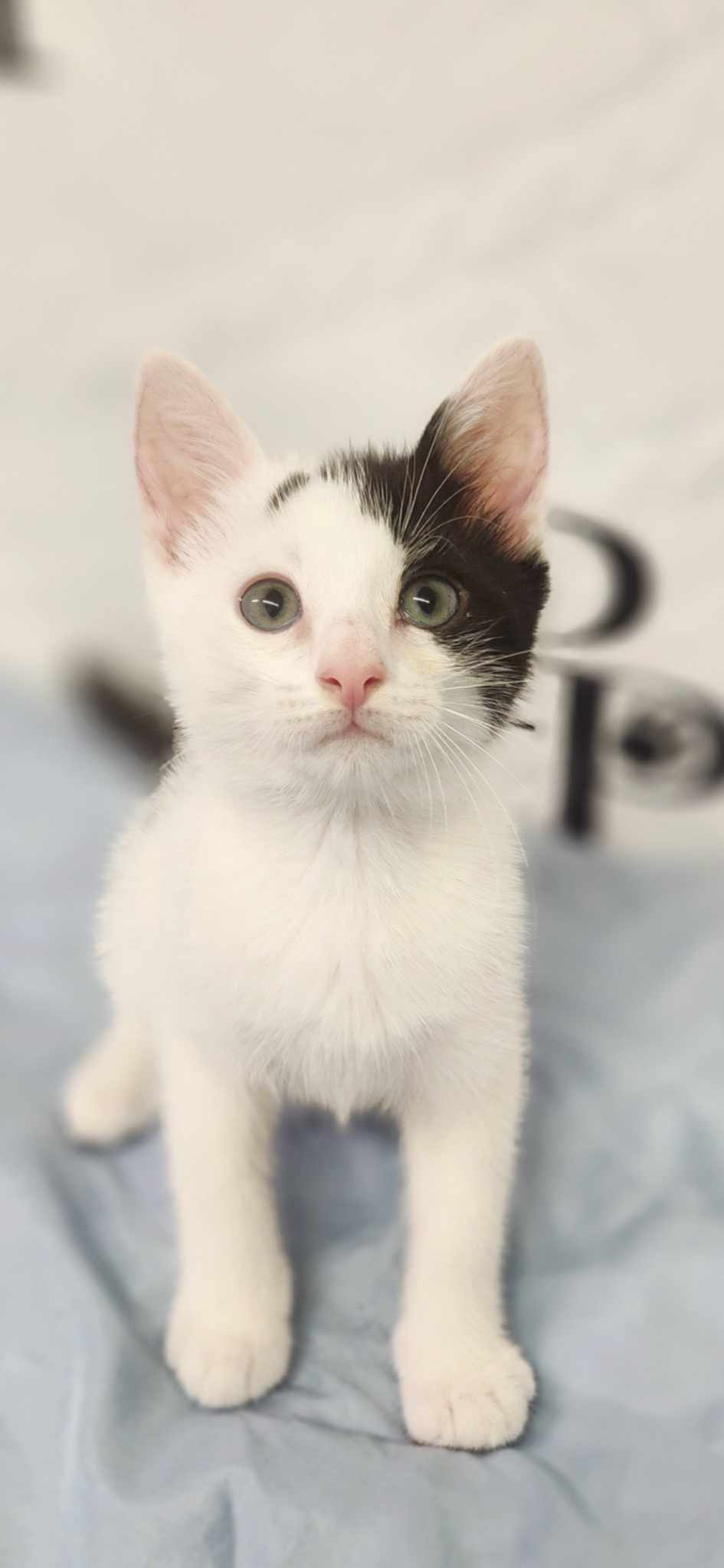 adoptable Cat in Social Circle, GA named Slide