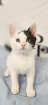 adoptable Cat in , GA named Slide