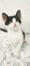 adoptable Cat in , GA named Teeter Totter
