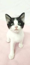 adoptable Cat in , GA named Merry Go Round