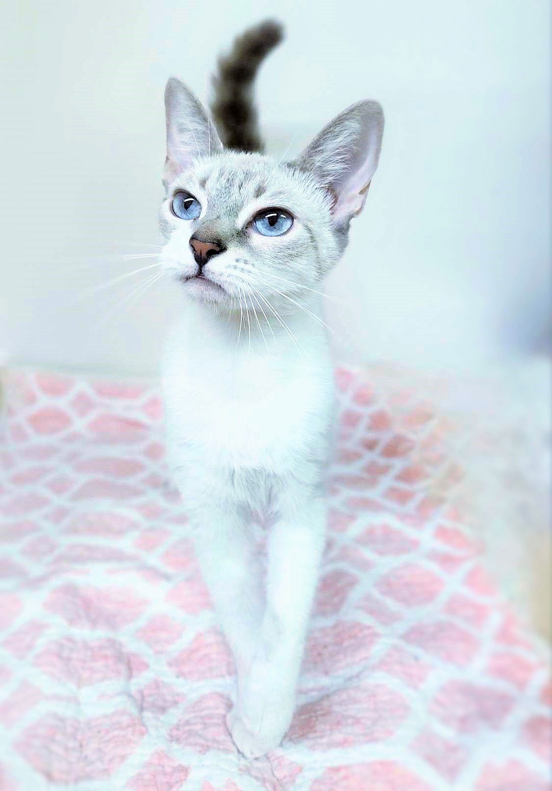 adoptable Cat in Social Circle, GA named Tanzy