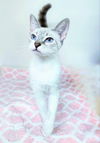 adoptable Cat in , GA named Tanzy