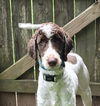 adoptable Dog in , GA named KOPE
