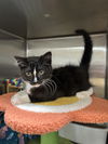 adoptable Cat in , GA named Pennzoil