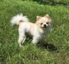 adoptable Dog in , GA named SUNSHINE