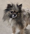 adoptable Dog in , GA named SHADE