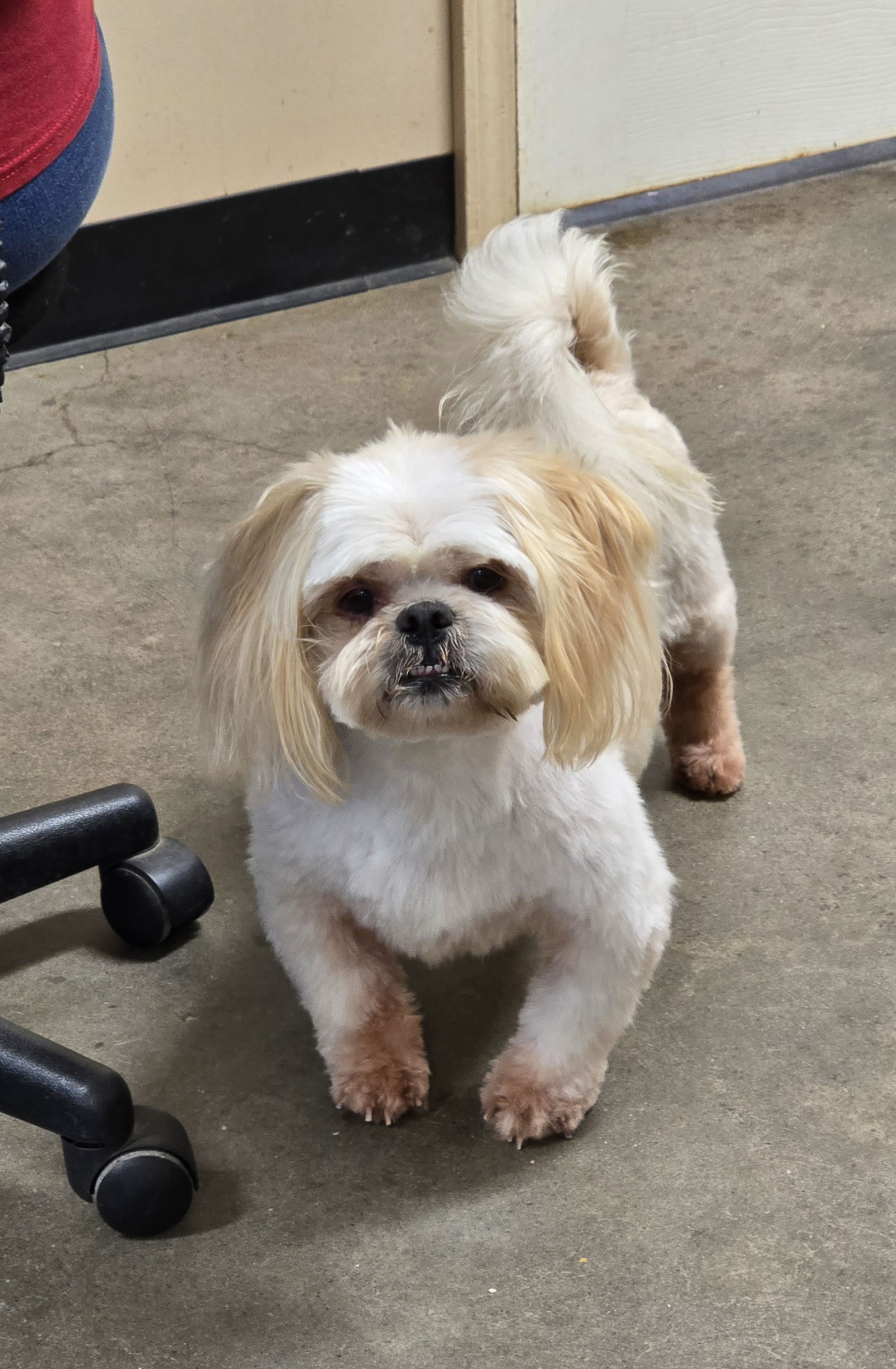 adoptable Dog in Social Circle, GA named MARKIE